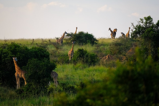 Campo gramado, com árvores e girafas andando com a luz do céu azul ao fundo