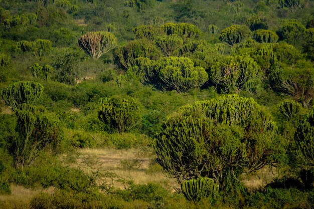 Campo gramado com cactos em um dia ensolarado