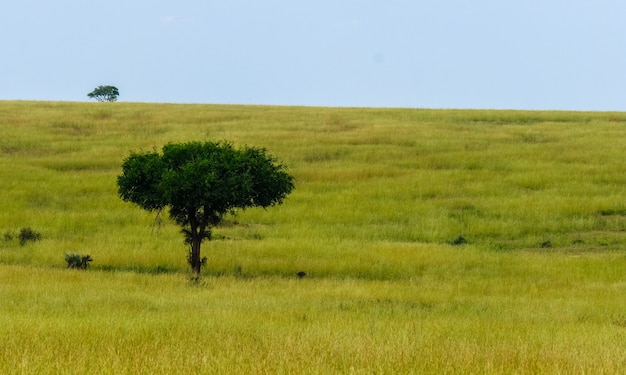 Campo gramado com uma árvore e um céu azul ao fundo