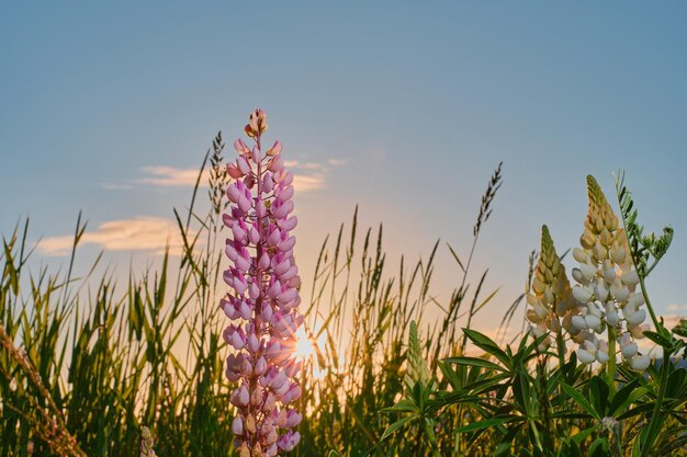 Campo selvagem lindas flores tremoços no prado contra o céu azul de verão Flores no fundo do sol verão