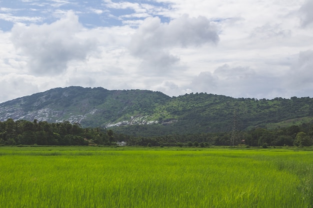 Campo verde com montanha no fundo