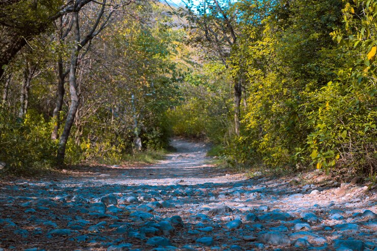 Foto grátis campo verde floresta folha divagar cénico