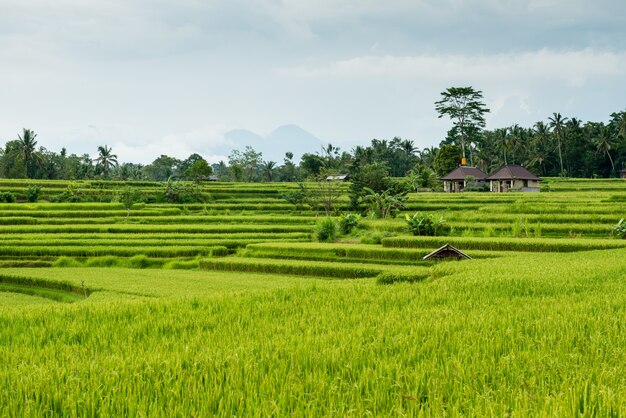 Campos de arroz em Bali