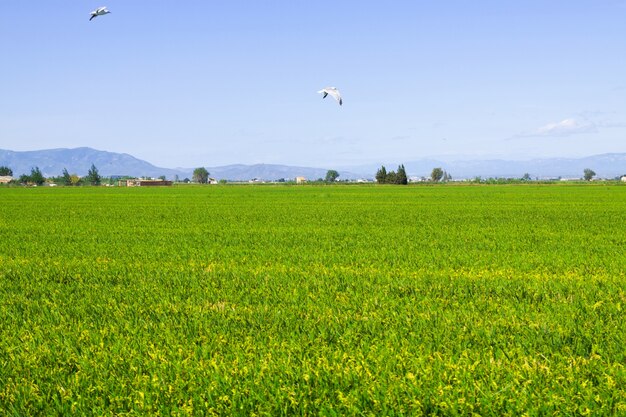Campos de arroz no Delta do Ebro