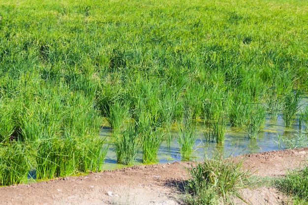 Campos de arroz no verão