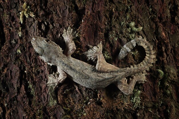 Camuflagem de lagartixa voadora em madeira lagartixa voadora fechada na árvore