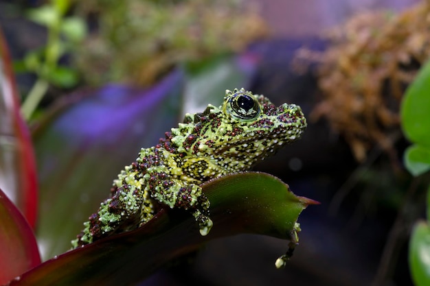 Camuflagem de theloderma corticale em musgo camuflagem de sapo de árvore em musgo