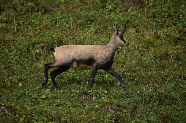 Foto grátis camurça alpina (rupicapra rupicapra) na natureza