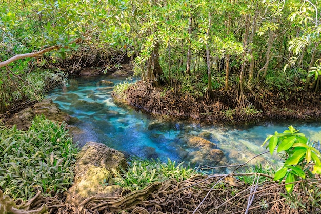 Foto grátis canal de córrego de mangue e água cristalina no manguezal de tha pom klong song nam krabi tailândia