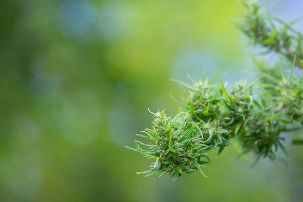 Cânhamo extraído da maconha, os picos da maconha cultivados em um verde natural.