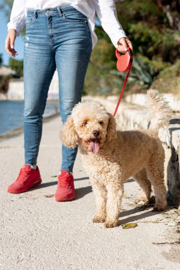 Foto grátis caniche de alto ângulo, caminhada pelo proprietário