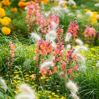 Canteiro de flores de verão com snapdragons, calêndula, tagetes e grama