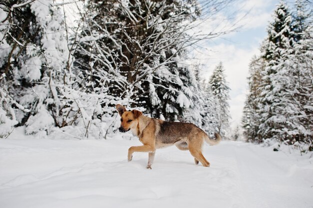 Cão abandonado na estrada de inverno da floresta