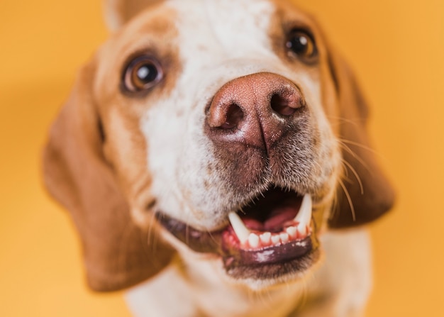 Cão adorável de vista superior com lindos olhos