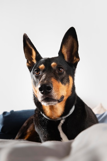 Cão adorável deitado na cama