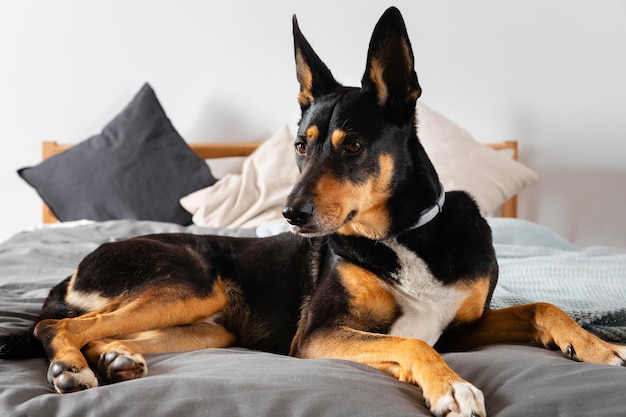 Foto grátis cão adorável na cama em casa