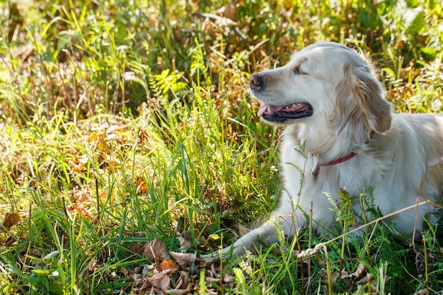 Cão adorável na grama