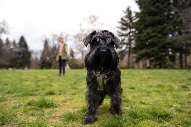 Cão adorável no parque na natureza com o proprietário