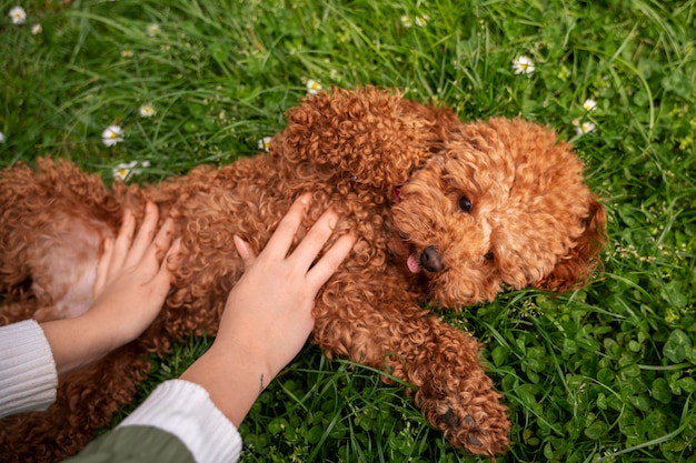 Foto grátis cão adorável no parque na natureza com o proprietário