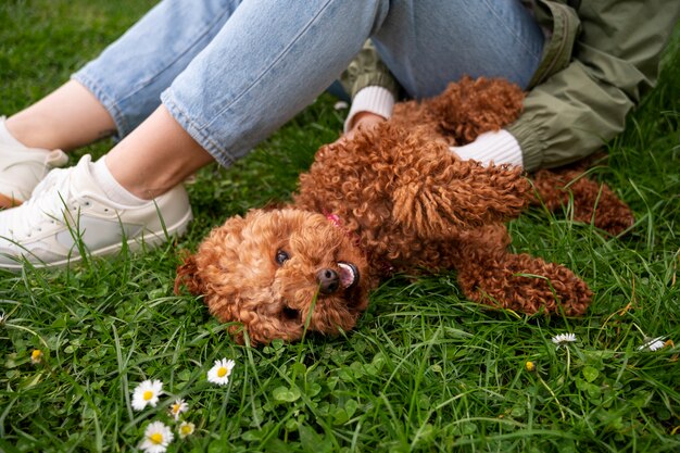 Cão adorável no parque na natureza com o proprietário