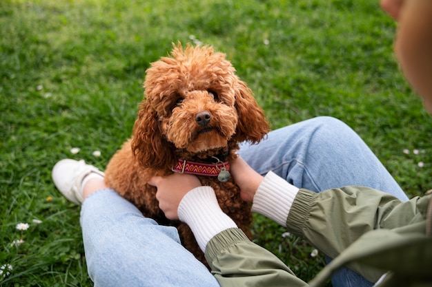 Foto grátis cão adorável no parque na natureza com o proprietário