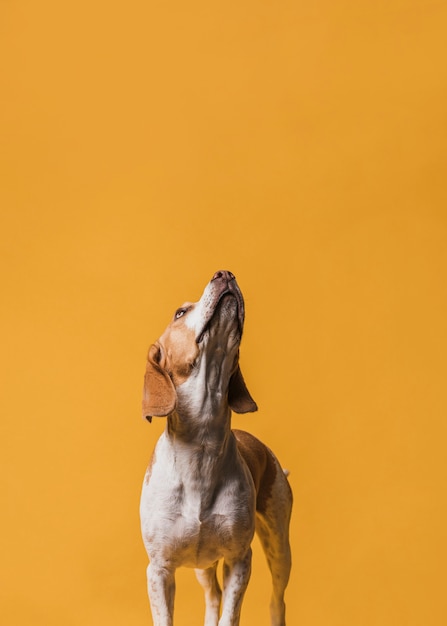 Cão adorável vista frontal, olhando para cima