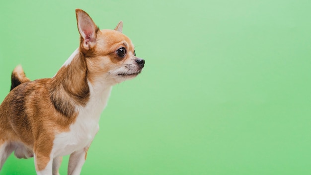 Foto grátis cão alertado sobre fundo verde espaço de cópia