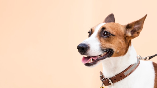 Cão amigável com a língua fora do espaço da cópia