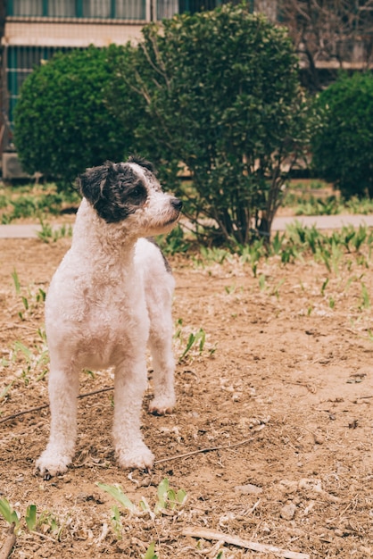 Cão andando no parque