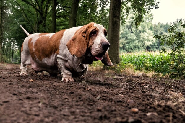 Cão basset branco e marrom fofo solitário na floresta durante o dia