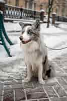 Foto grátis cão bonito a passear no inverno