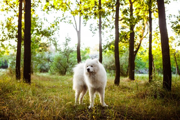 Cão bonito branco andando no parque ao pôr do sol.