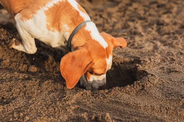 Cão bonito, cavando na areia