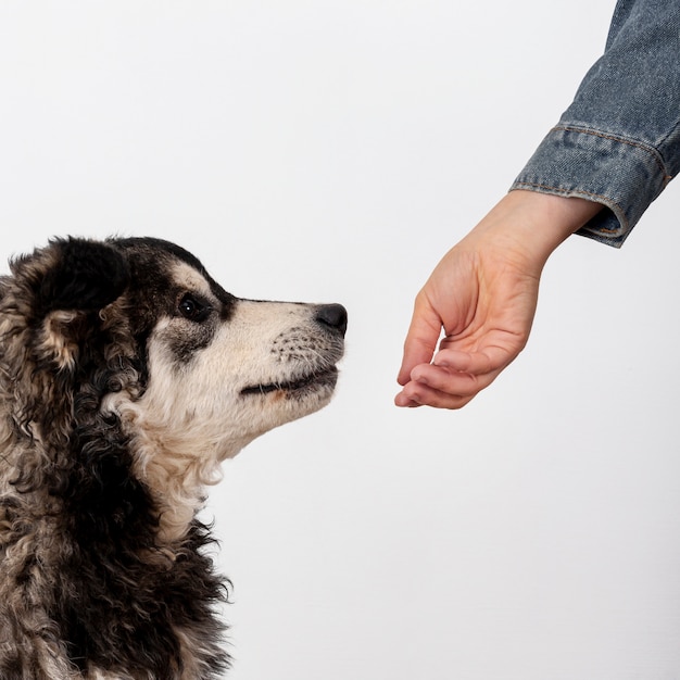 Foto grátis cão bonito, cheirando a mão do proprietário