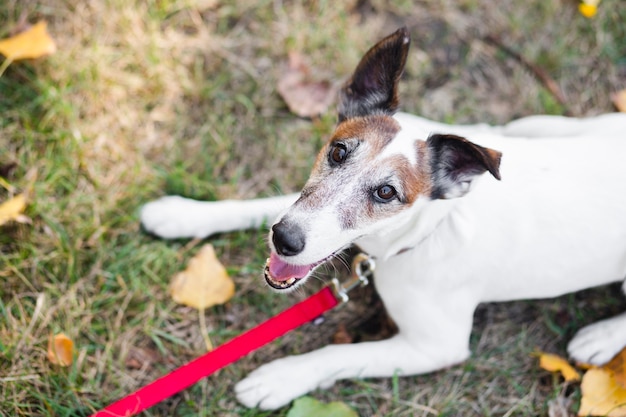 Foto grátis cão bonito com trela no parque