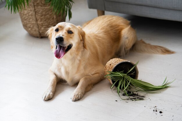 Cão bonito de alto ângulo e planta em vaso