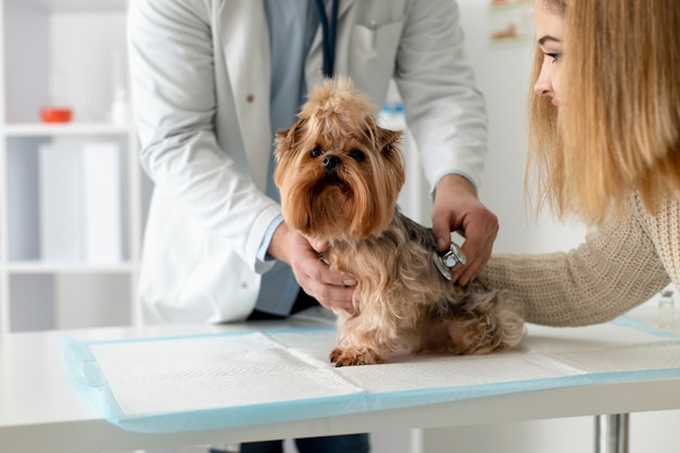 Cão bonito durante uma consulta