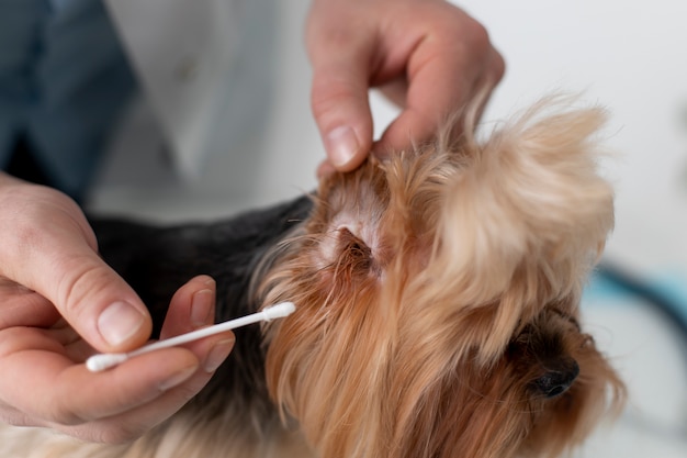 Cão bonito durante uma consulta