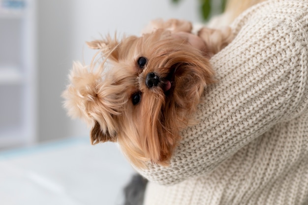 Cão bonito durante uma consulta