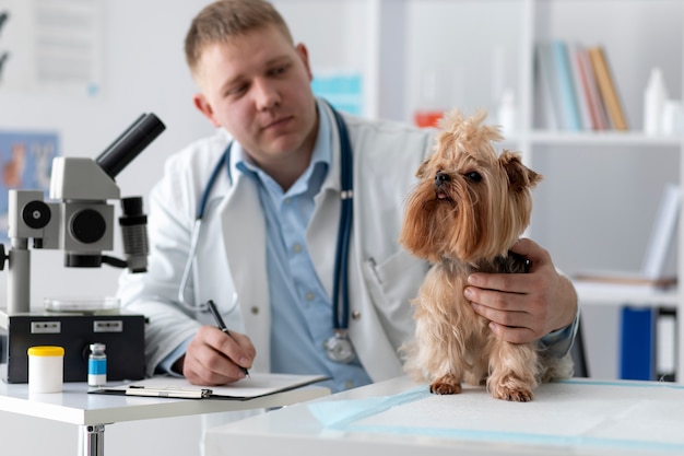 Cão bonito durante uma consulta