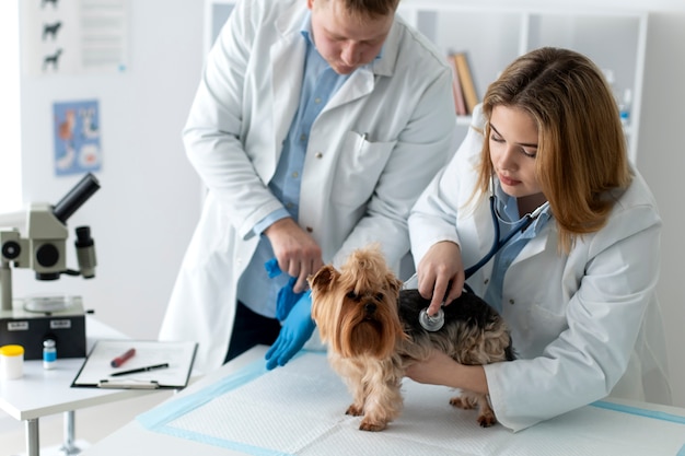 Cão bonito durante uma consulta