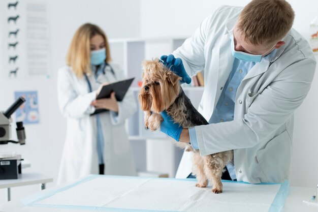 Cão bonito durante uma consulta