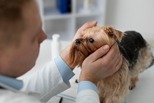 Cão bonito durante uma consulta