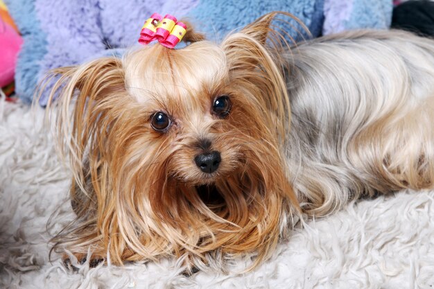 Cão bonito e fofo york terrier