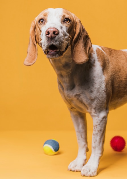 Cão bonito em frente a uma parede amarela