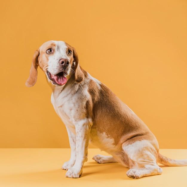 Cão bonito feliz olhando para longe