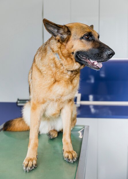 Cão bonito na clínica veterinária sorrindo