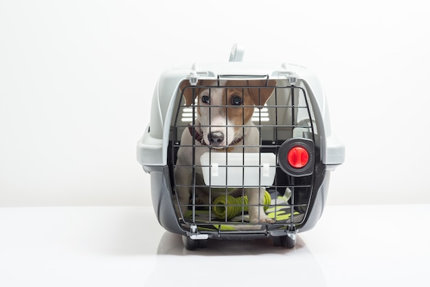 Cão bonito no transportador