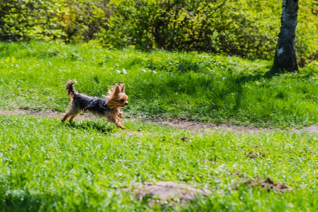 Cão bonito que corre no parque