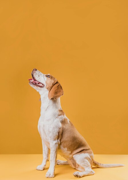 Cão bonito sorridente, olhando para cima